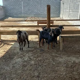 гоюн