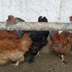 towuklar