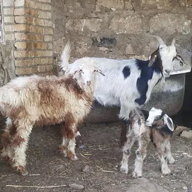owlakly geçi,tokly