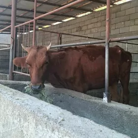 Tuweler