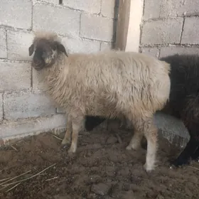 goyun işşek