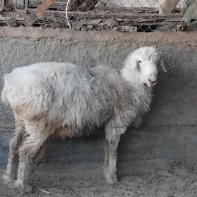 goç