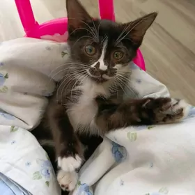 котенок  в добрые руки
