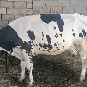goleli sygyr