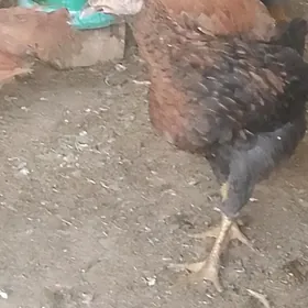 Jüýje