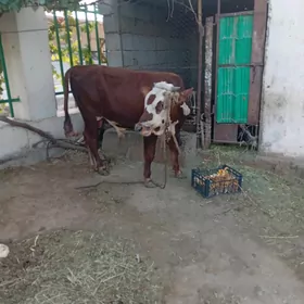 Öküz
