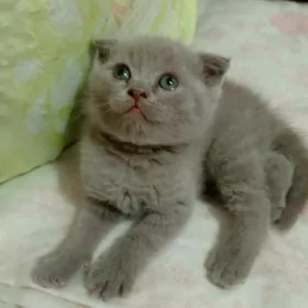 Шотландские вислоухие