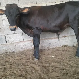 swes okuzceler