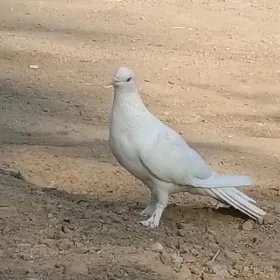 kepderi