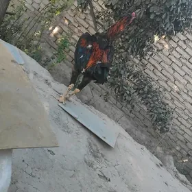 ozbek horaz