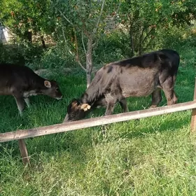 Ökuzce