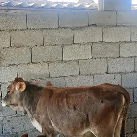 tuweler tohum