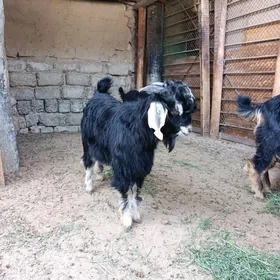 ÇEBİŞ