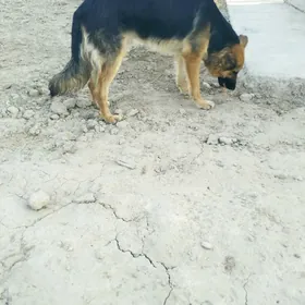 Awçarka