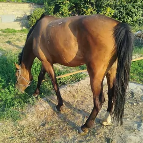 AT 6-7 ýaş Baýtal