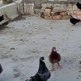 kepderi