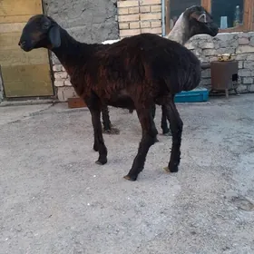 Isek tokli
