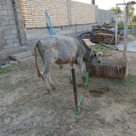 öküz