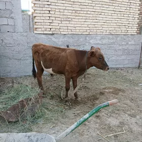 öküz