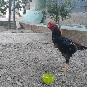 Taşkent horaz
