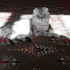 КОТ