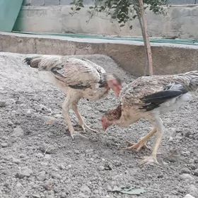 Taşkent maki
