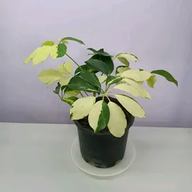 ШЕФЛЕРА ГОЛД
