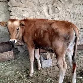 okuzce