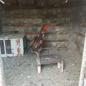 Taşkent