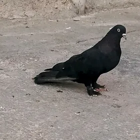 kepderi