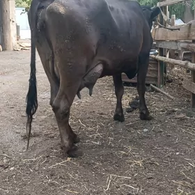 goleli sygyr