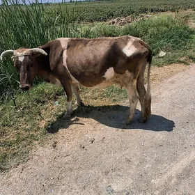 gysyr sygyr