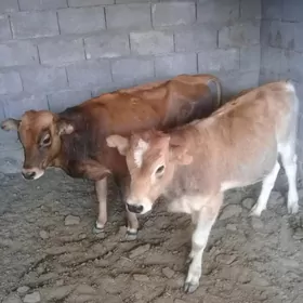 Okuzce