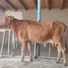 goleli