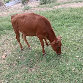 Göle