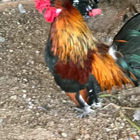 karlık horaz
