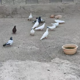 kepderi
