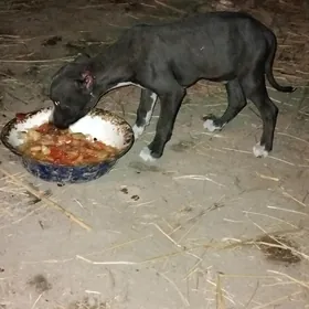 pitbul