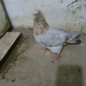 kepteri