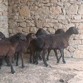 gisar tokly