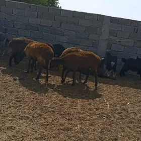 gisar.goýun