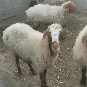goyun goç