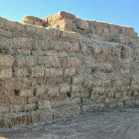 gamyş kip