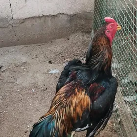 Taşkent Horaz