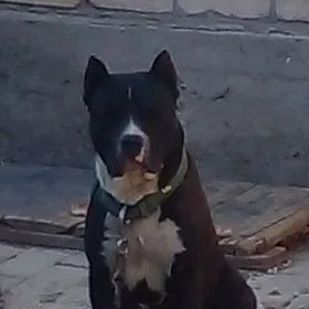 pitbul