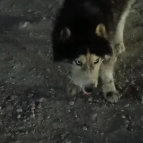 домашние животные