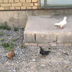 kepderi