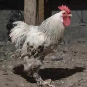 horaz