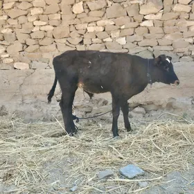 Göleli