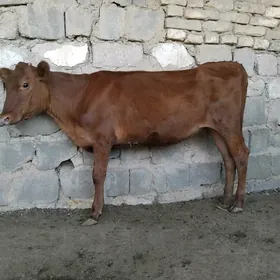 TÜWE